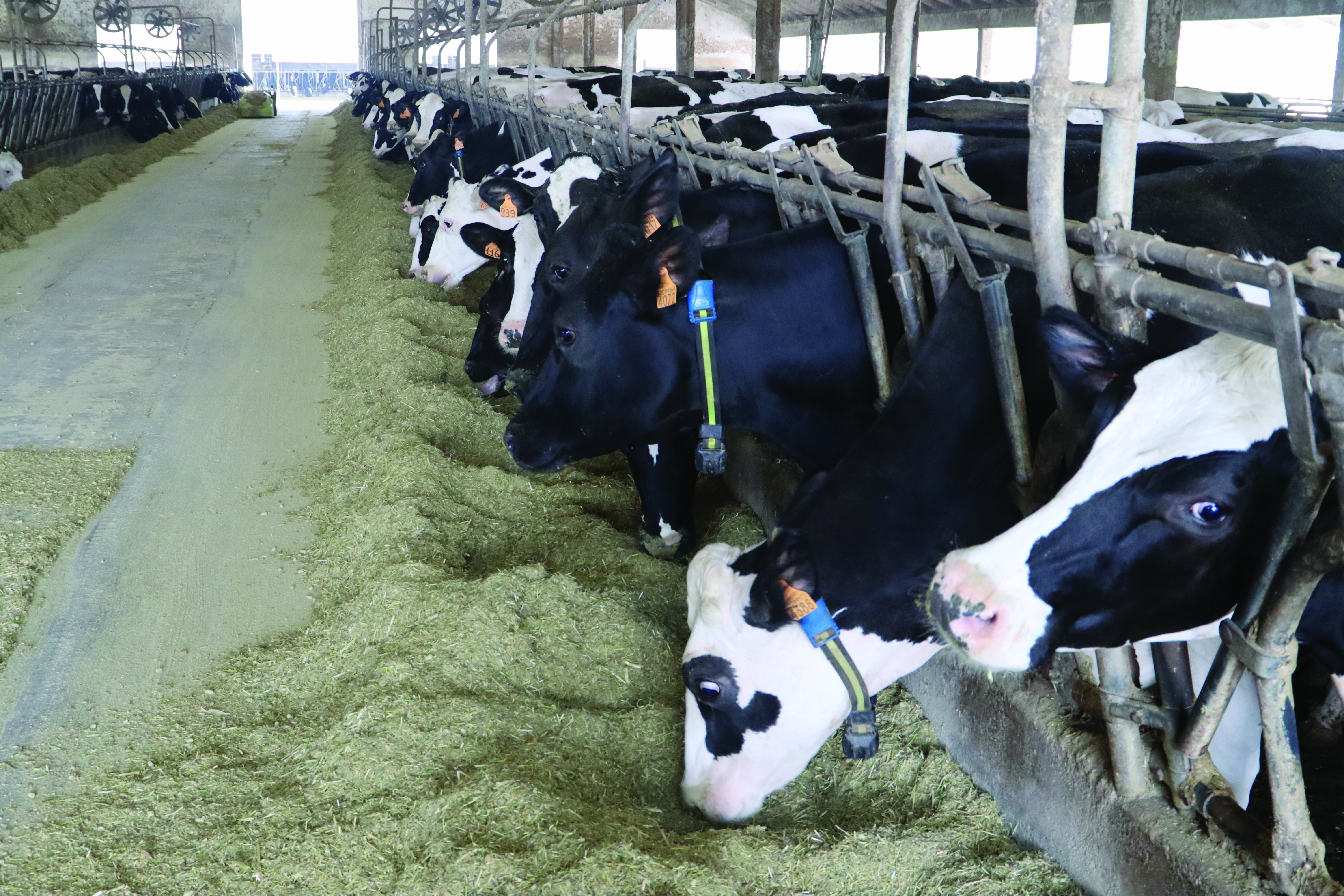 SenseHub® Dairy, una soluzione win-win