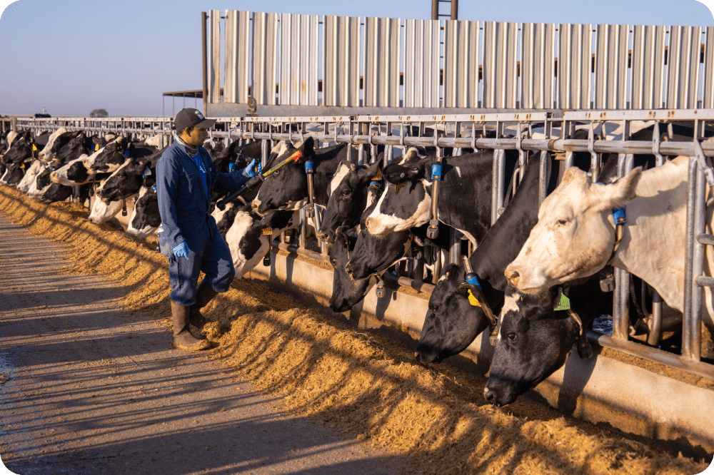 Cow owner is giving foods to his cows