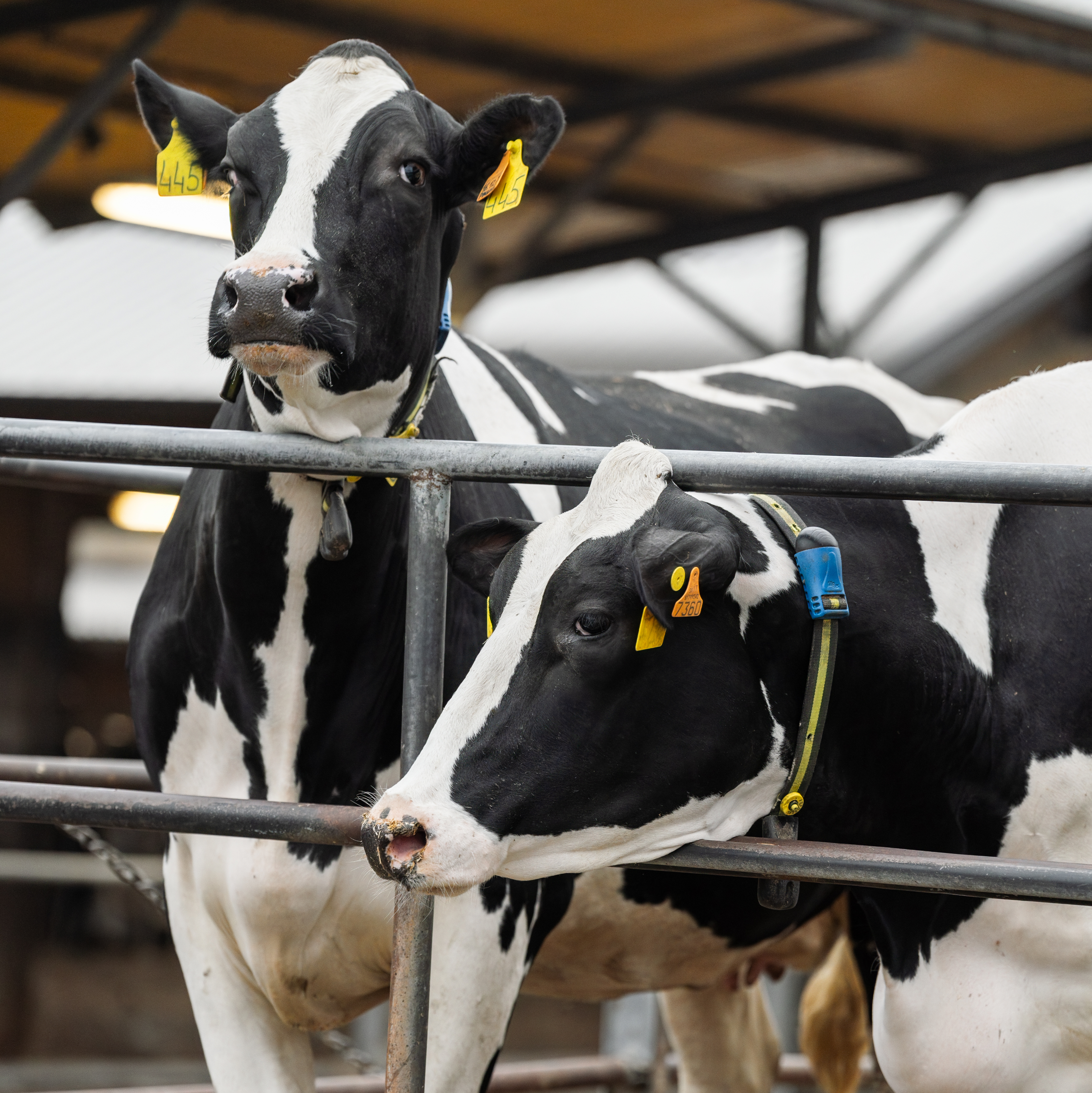 Dos vacas blancas y negras con marcas auriculares están de pie detrás de la puerta de clasificación