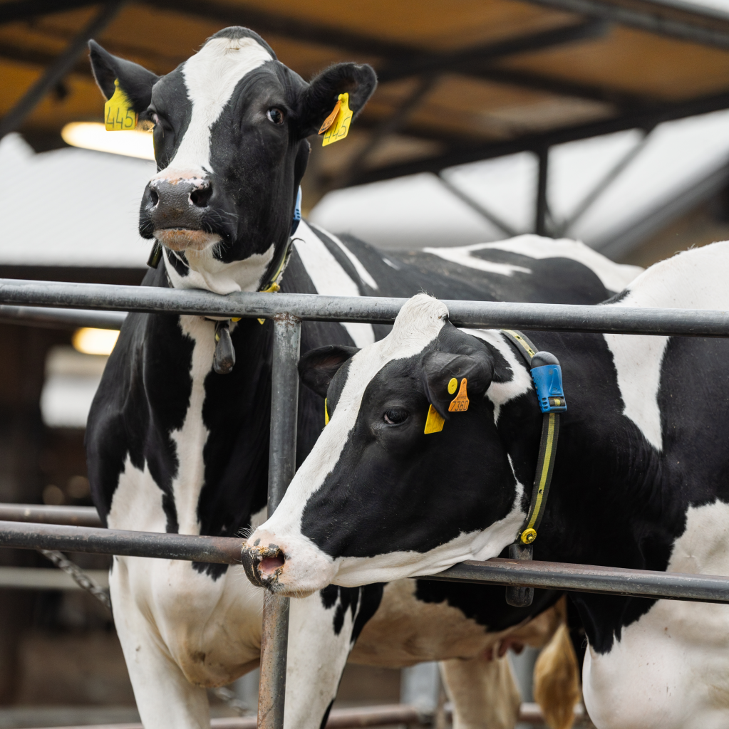 Dos vacas blancas y negras con marcas auriculares están de pie detrás de la puerta de clasificación